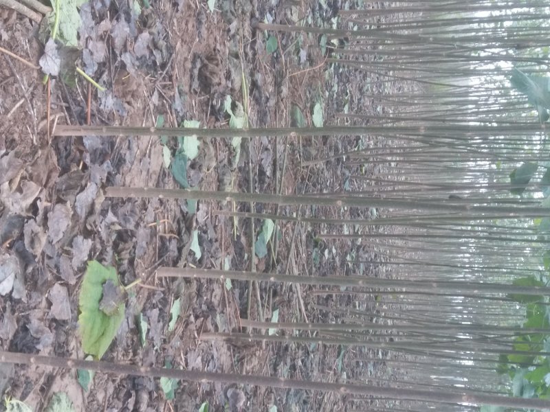 泡桐23456公分【农户自销】各种规格的泡桐树苗