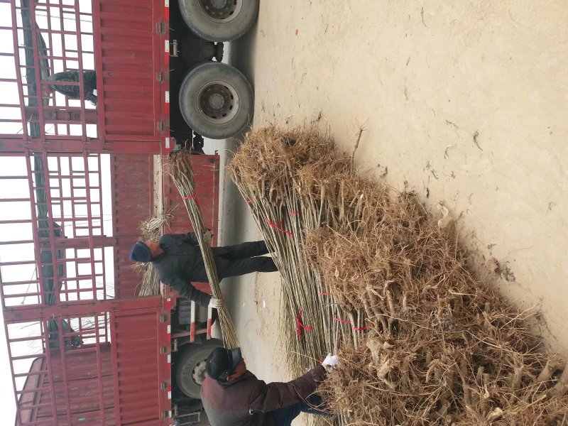 107杨树苗速生白杨树苗500亩基地直供规格齐全