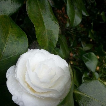 山茶花