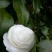 山茶花