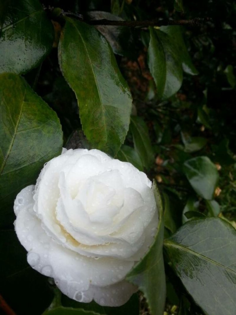 山茶花