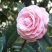 山茶花