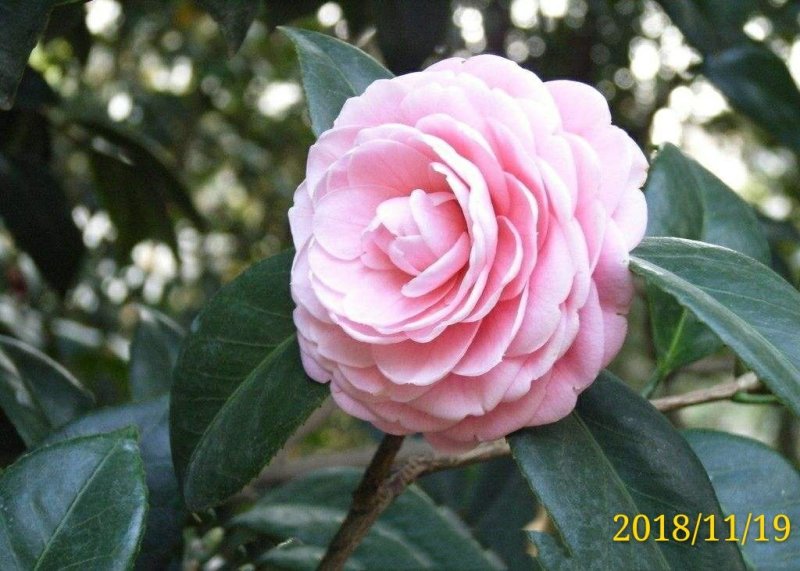 山茶花