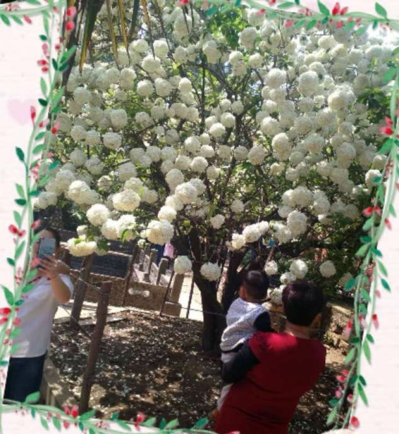 木绣球261~300cm