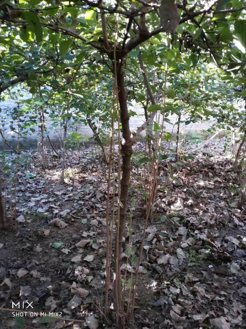 木绣球261~300cm
