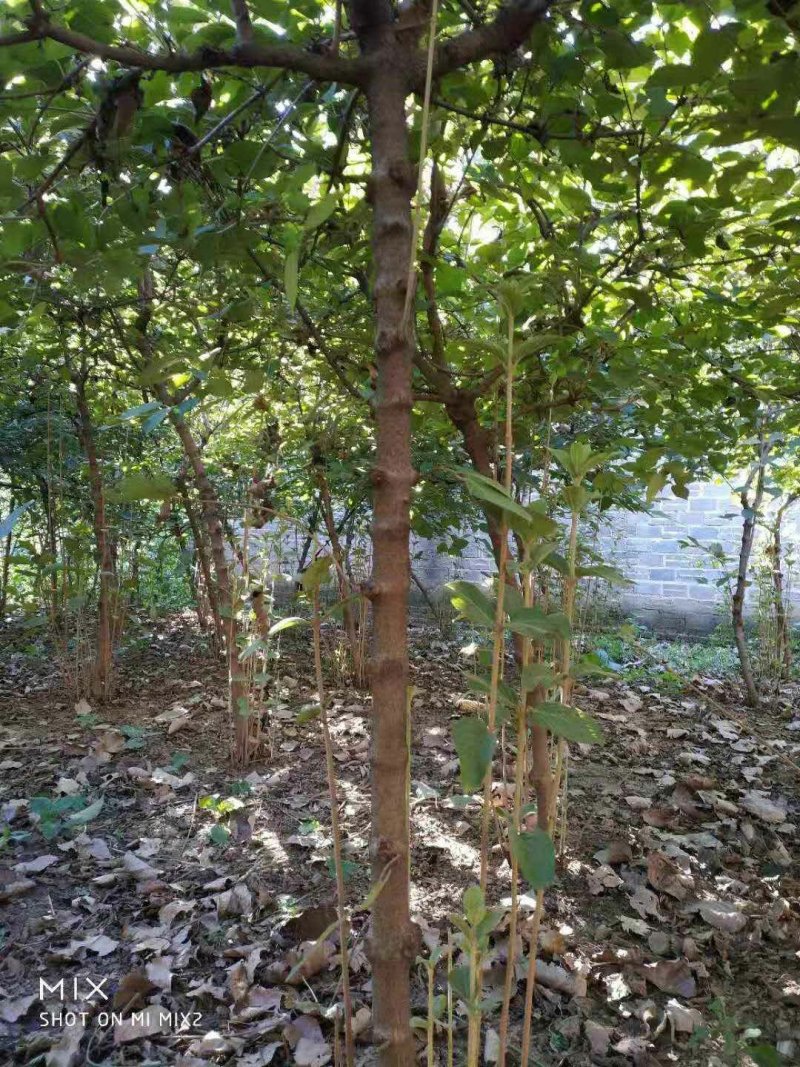 木绣球261~300cm