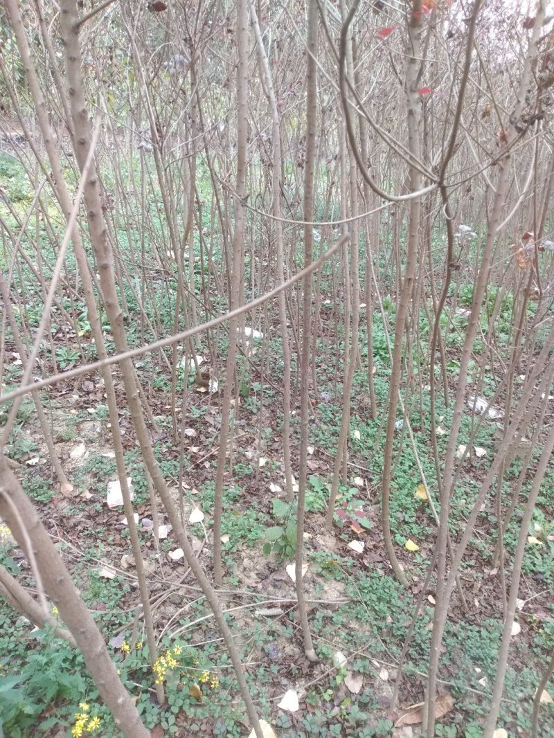 红栌苗2-3