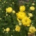 金丝皇菊