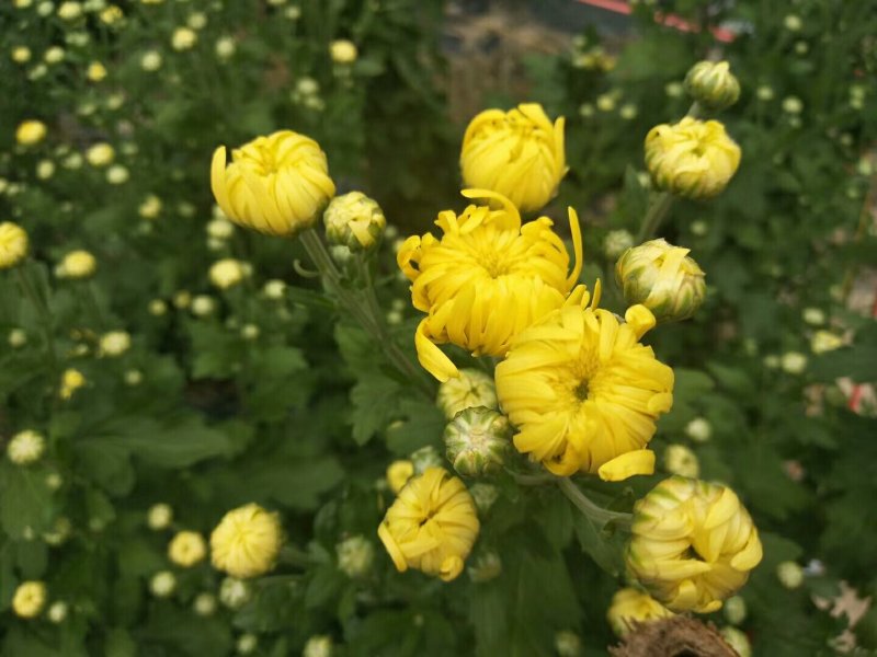 金丝皇菊