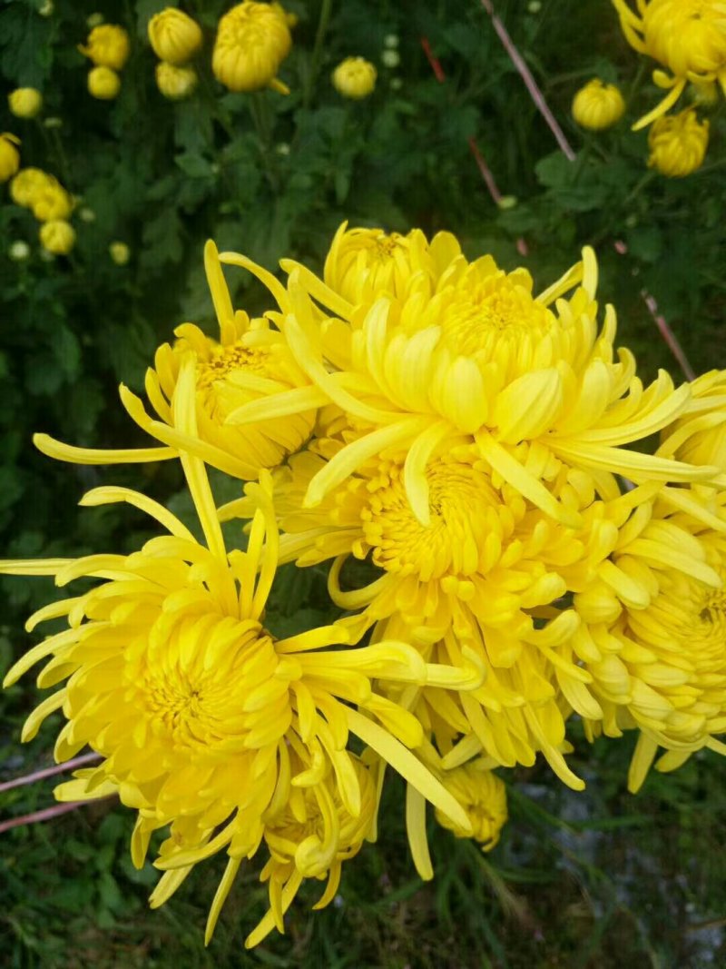 金丝皇菊