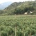 金丝皇菊