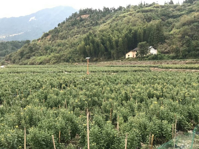 金丝皇菊