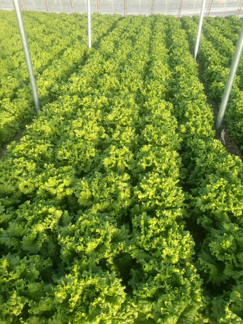 大棚蔬菜，最便宜的阶段