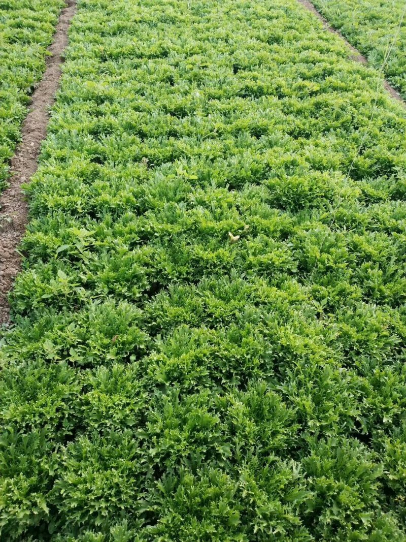 大棚蔬菜，最便宜的阶段