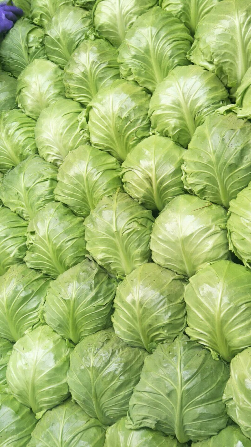大棚蔬菜，最便宜的阶段