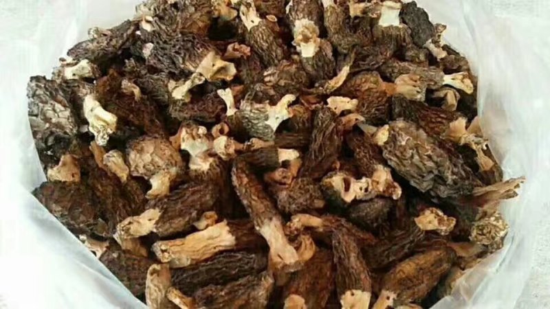新疆伊犁高山森林野生菌