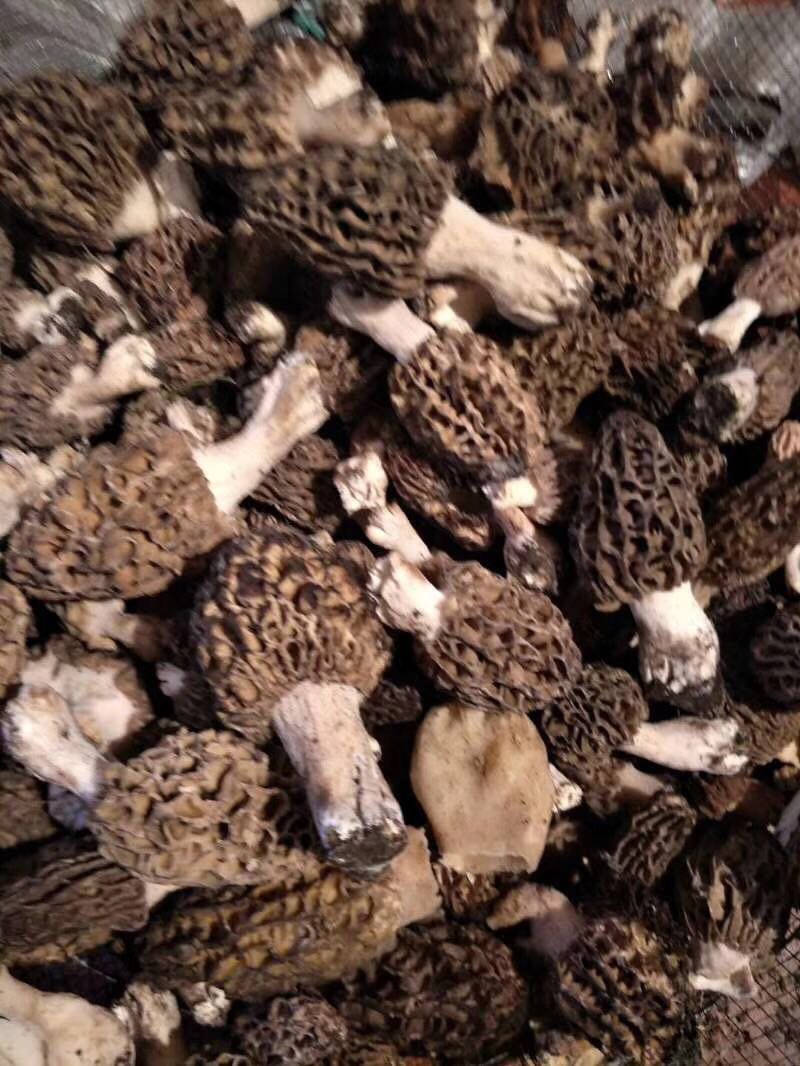 新疆伊犁高山森林野生菌