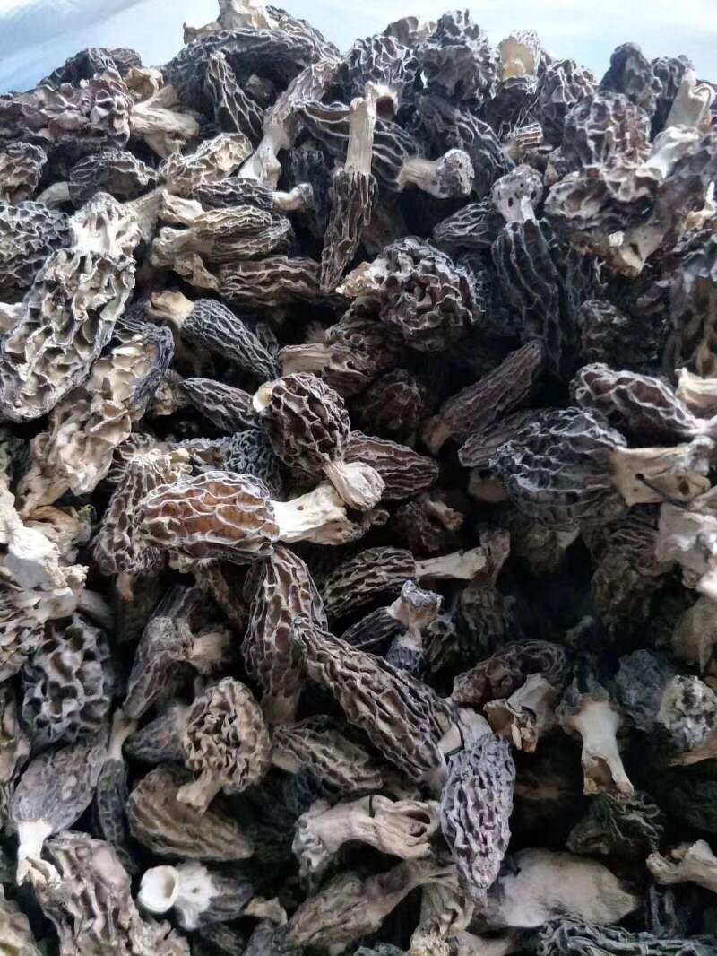 新疆伊犁高山森林野生菌