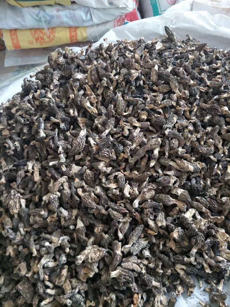 新疆伊犁高山森林野生菌