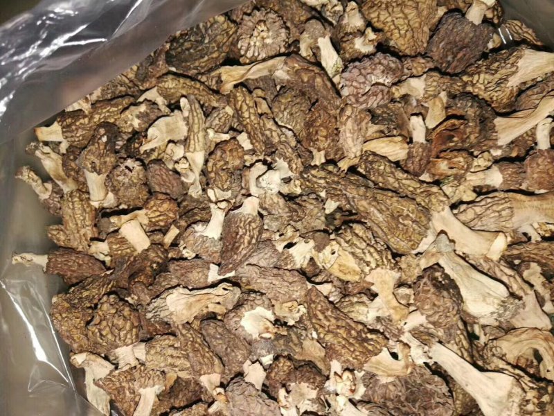 新疆伊犁高山森林野生菌