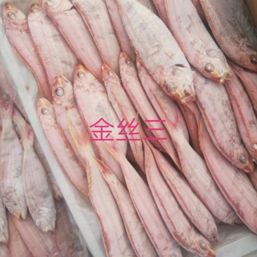 金丝红三鱼