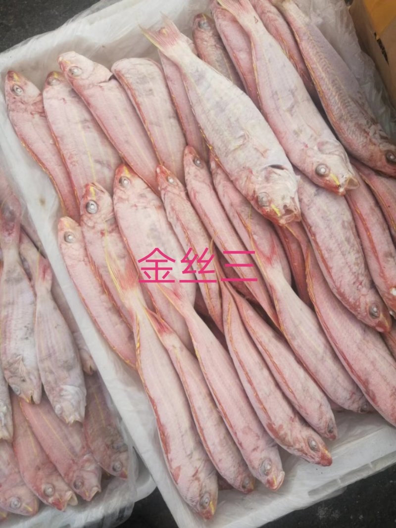金丝红三鱼