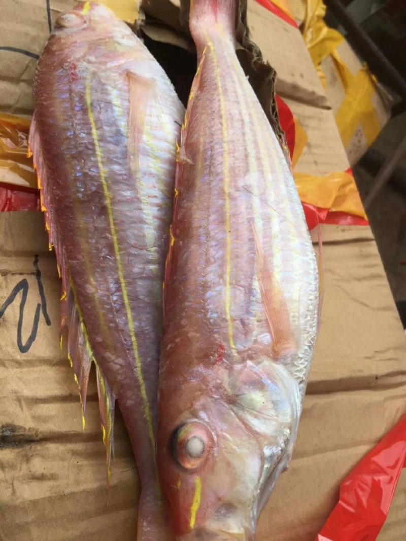金丝红三鱼
