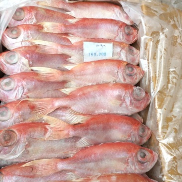 大眼鸡