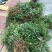 绣花针苗