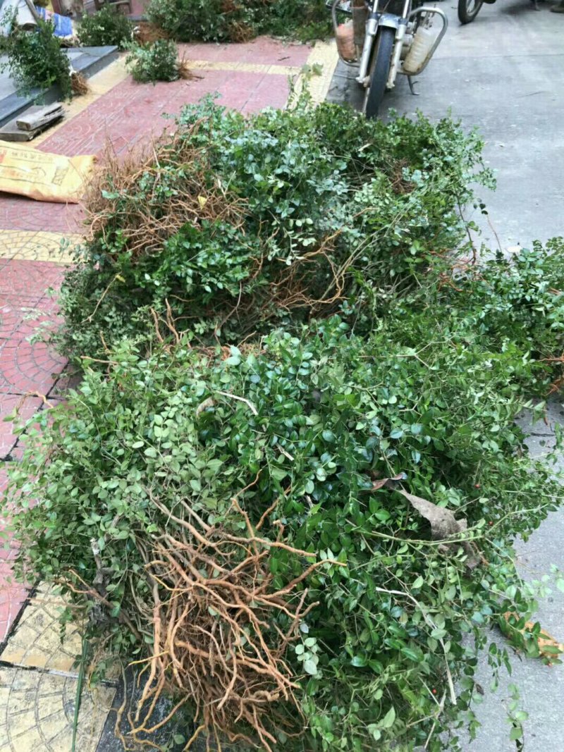 绣花针苗