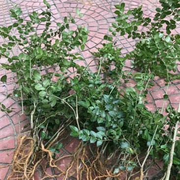 绣花针苗