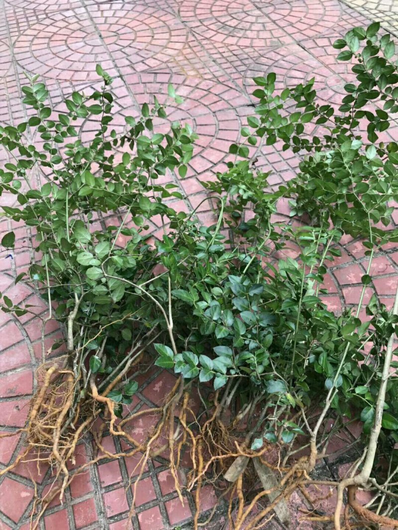绣花针苗
