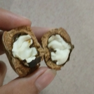厚鳞柯，马古凸，溢肾子