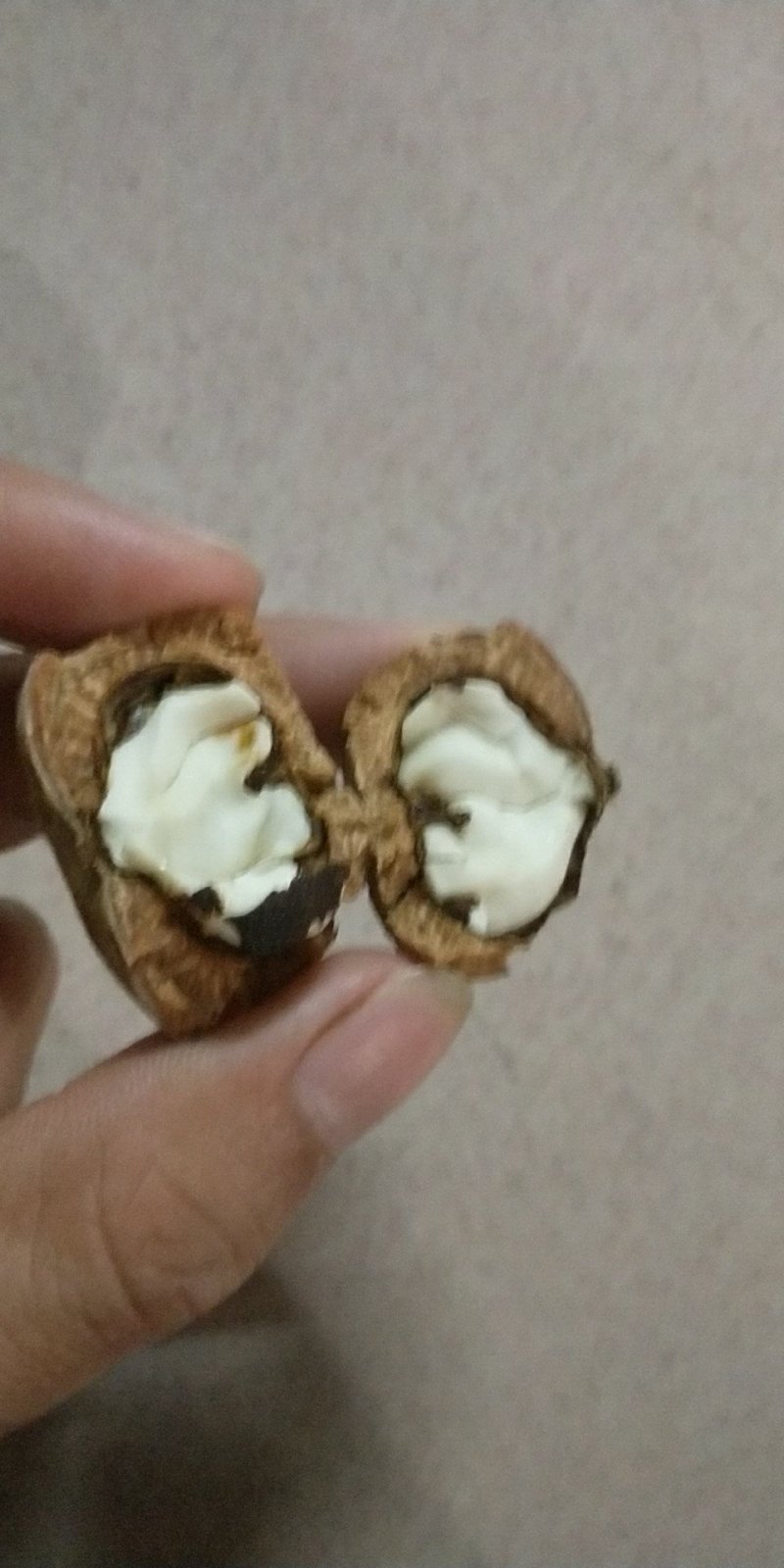 厚鳞柯，马古凸，溢肾子