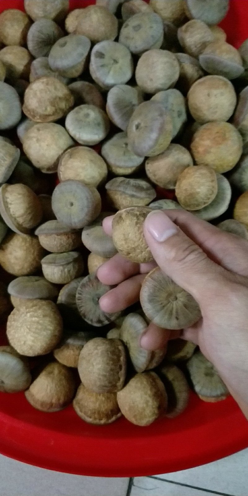 厚鳞柯，马古凸，溢肾子