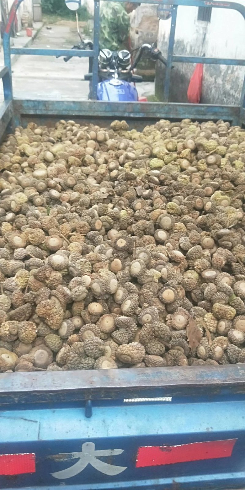 厚鳞柯，马古凸，溢肾子