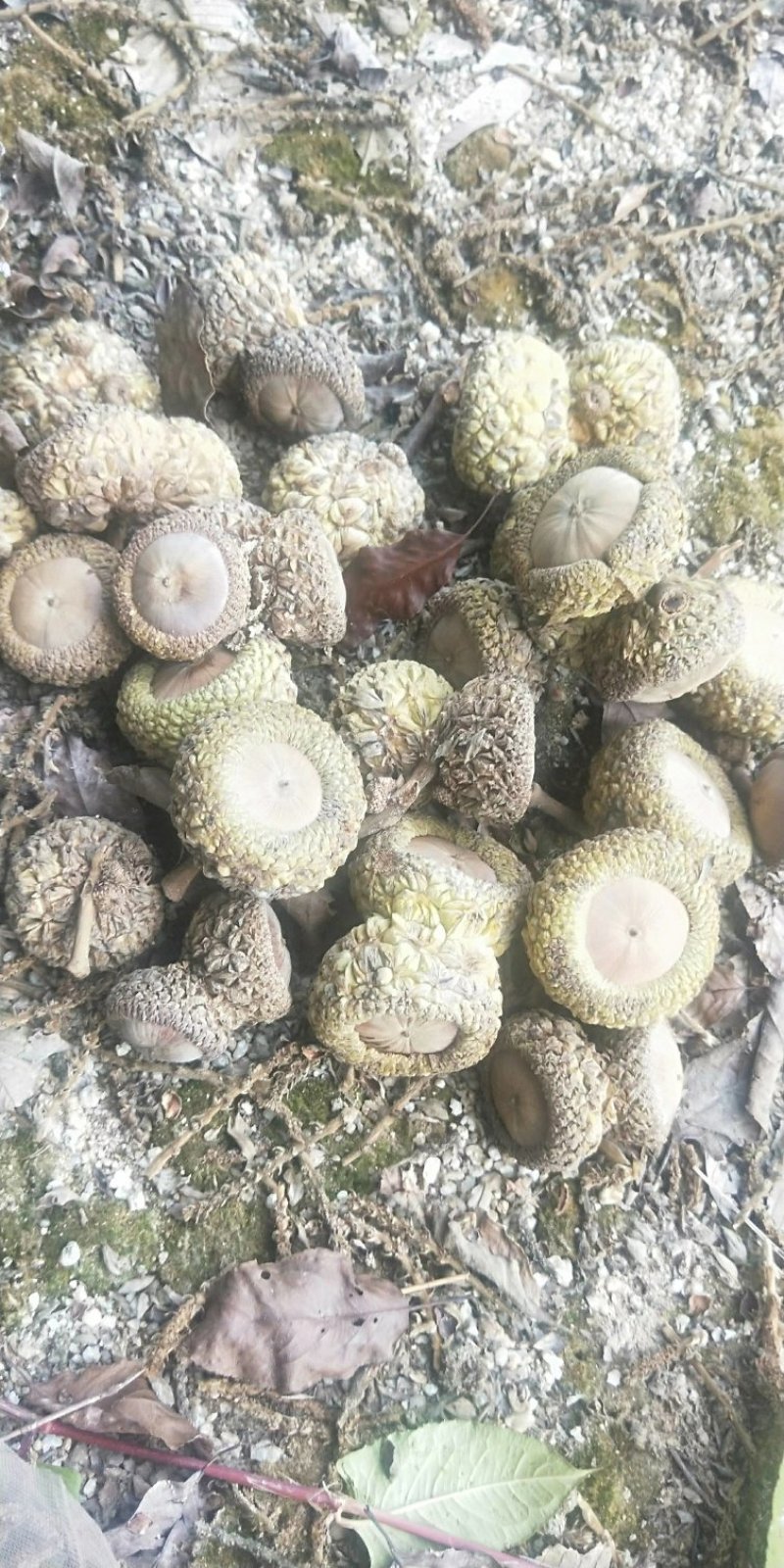 厚鳞柯，马古凸，溢肾子