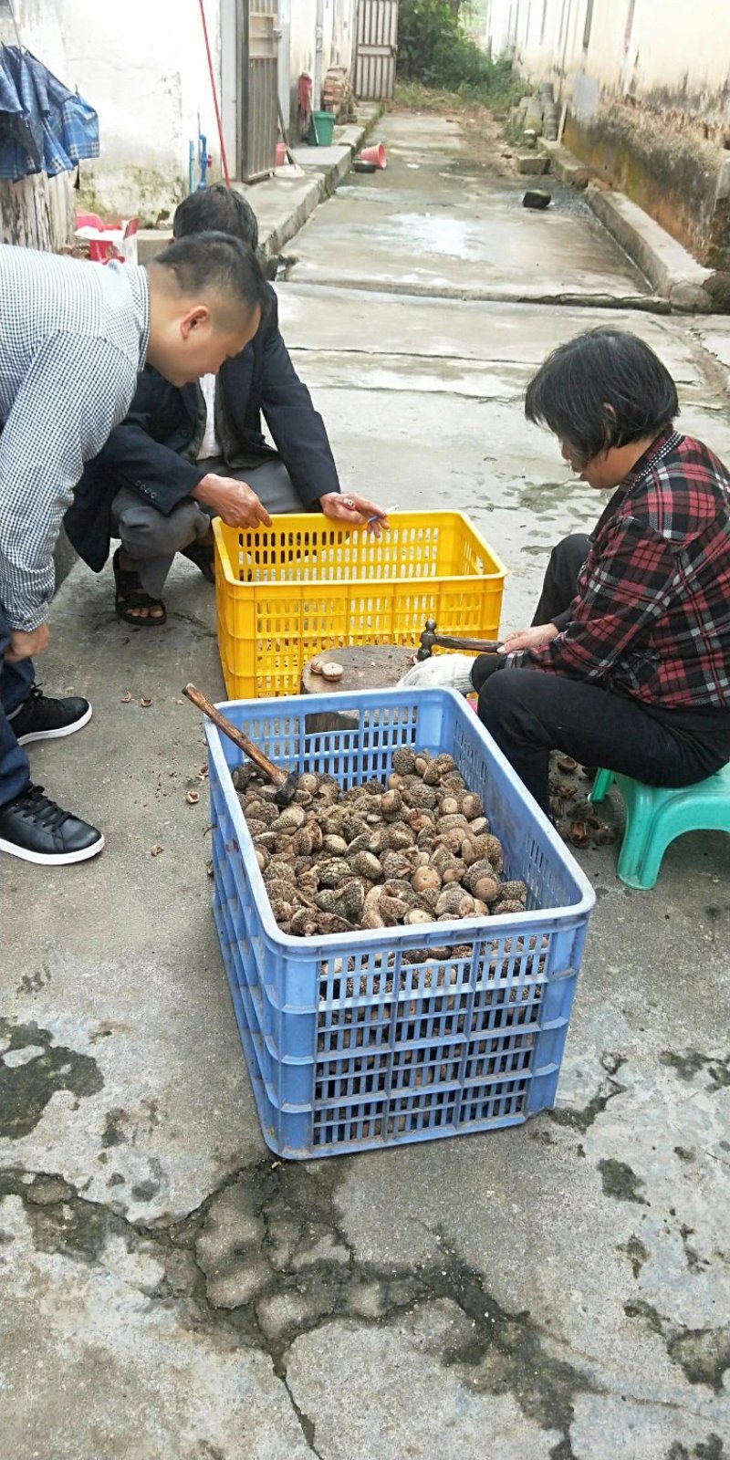 厚鳞柯，马古凸，溢肾子
