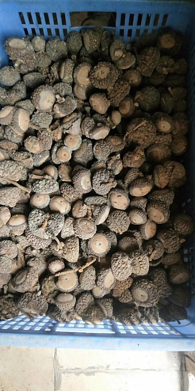 厚鳞柯，马古凸，溢肾子