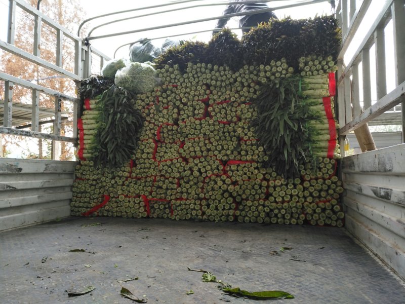 红叶莴笋大量上市支持视频看货当阳市同新果蔬种植专业合作社