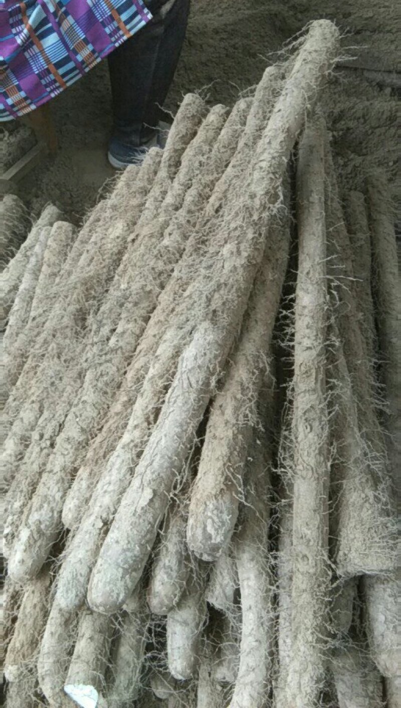 精品山药大量走货中