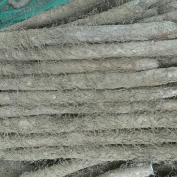 精品山药大量走货中