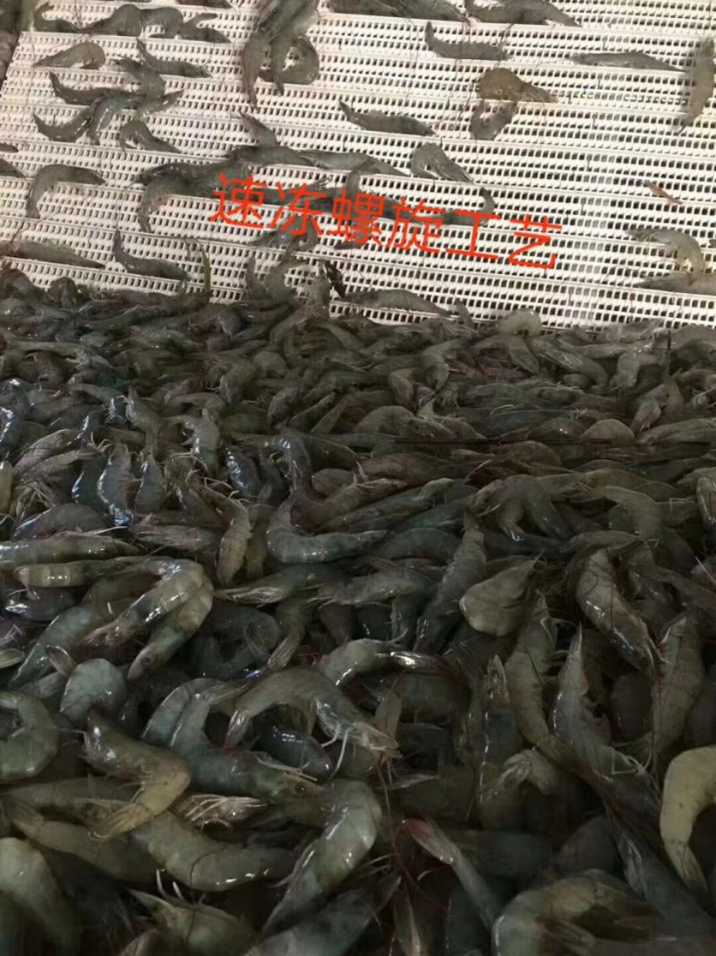 单冻龙虾尾