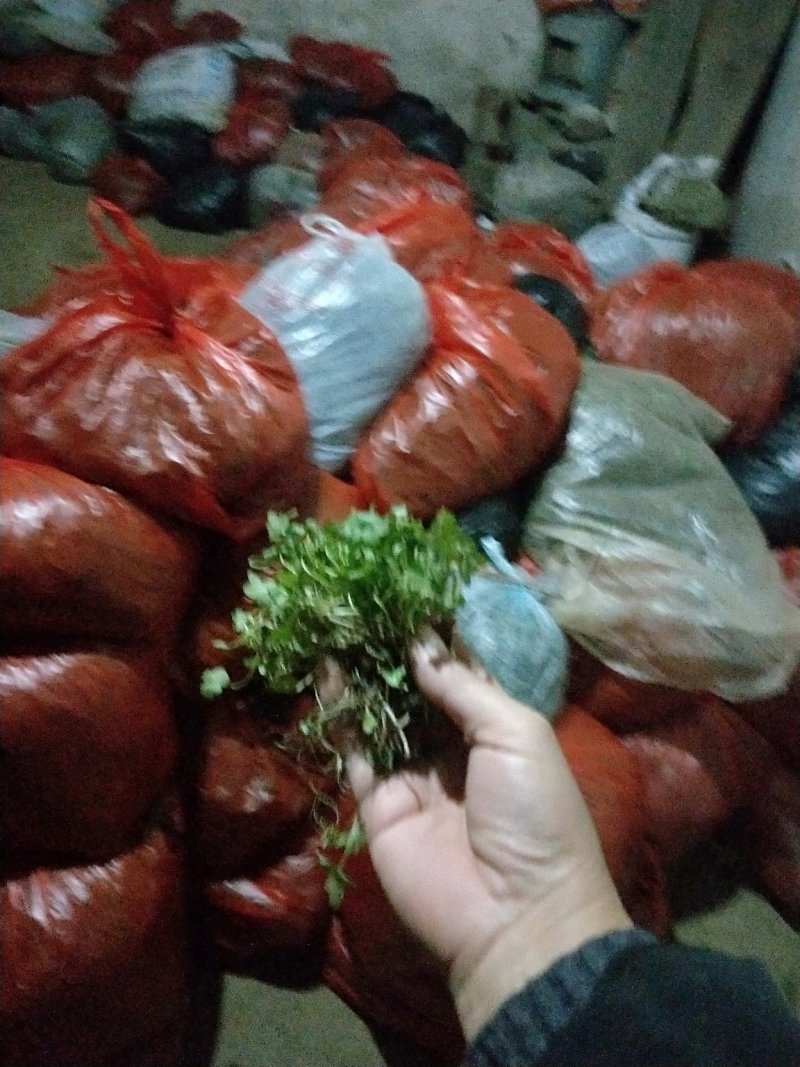 猫爪草种苗
