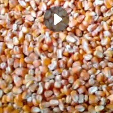 出售玉米价格合里有需要的联系我