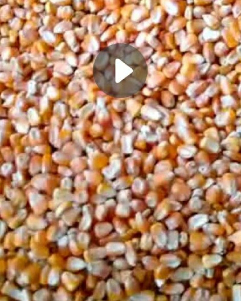 出售玉米价格合里有需要的联系我