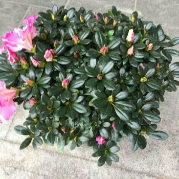 西玛杜鹃