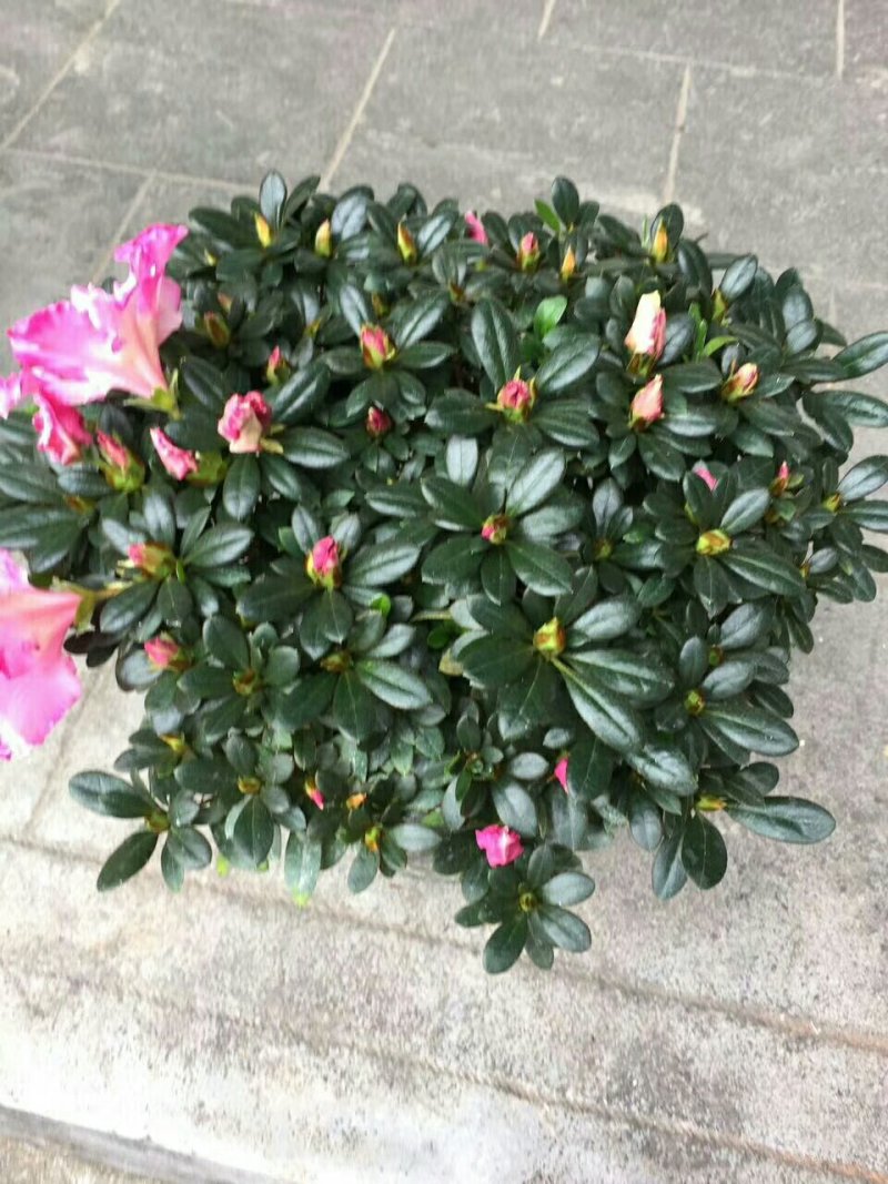 西玛杜鹃