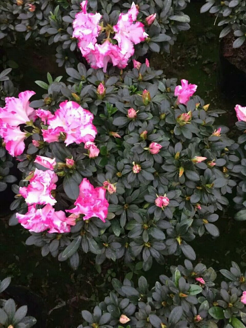 西玛杜鹃