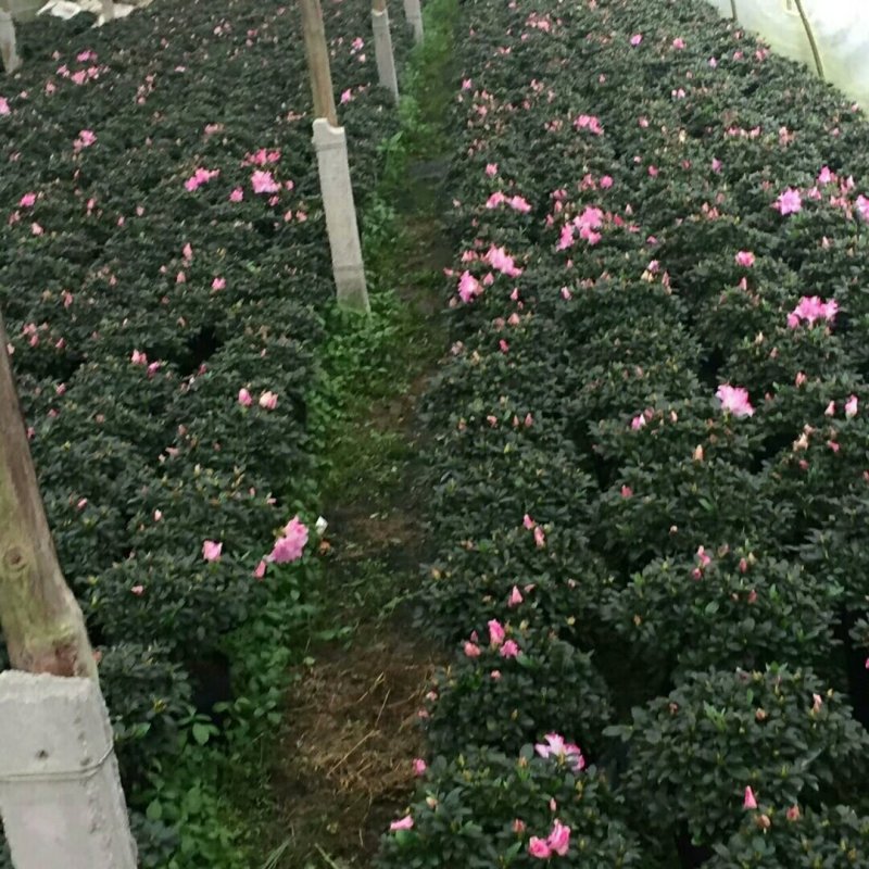 西玛杜鹃
